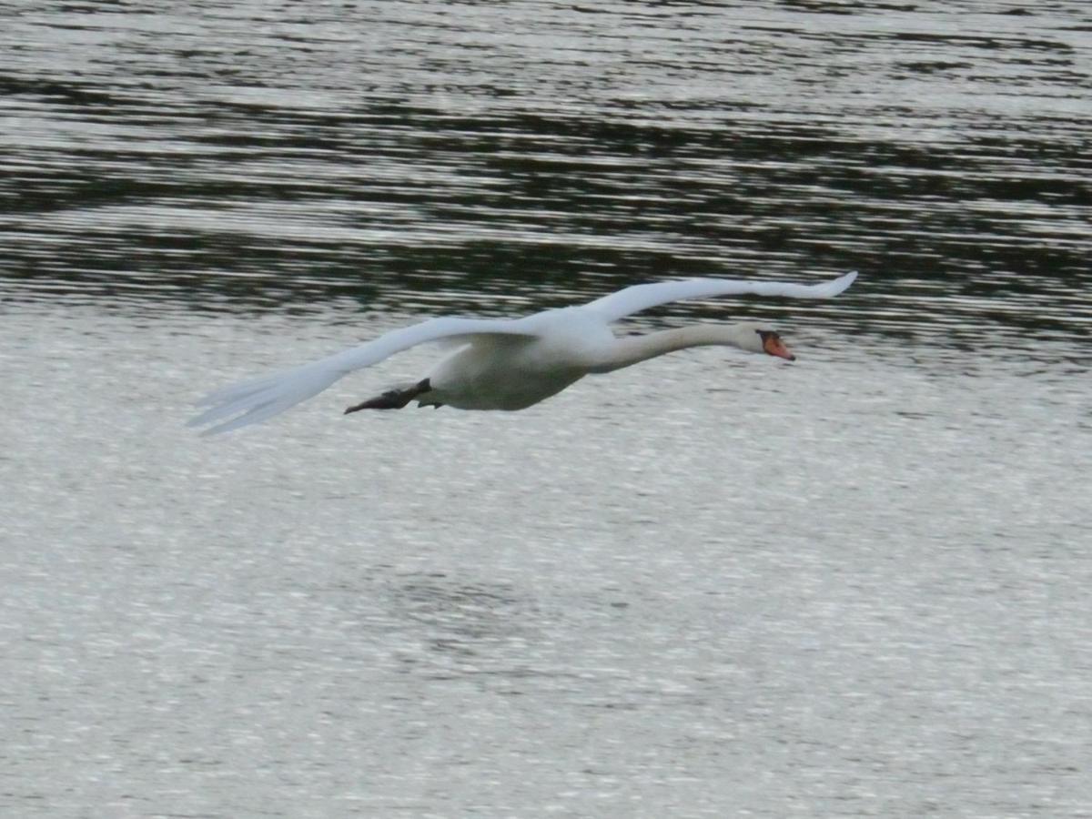 Montigny-sur-LoingLes Cygnes Au Bord Du Loing别墅 外观 照片