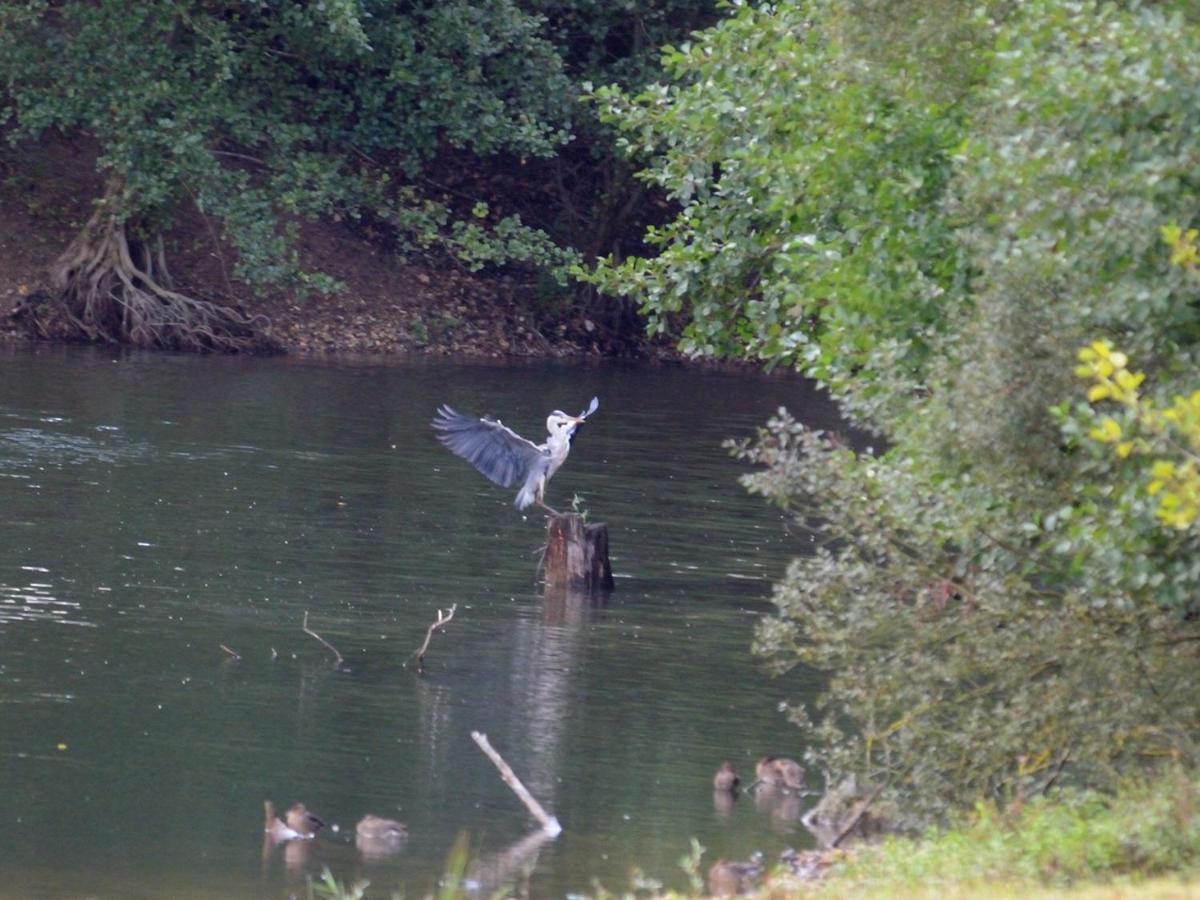 Montigny-sur-LoingLes Cygnes Au Bord Du Loing别墅 外观 照片