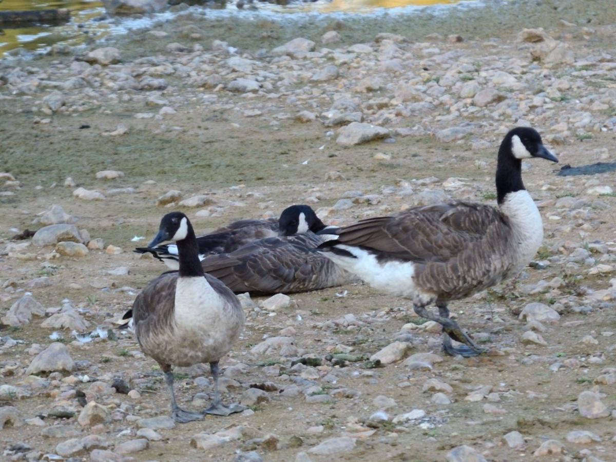 Montigny-sur-LoingLes Cygnes Au Bord Du Loing别墅 外观 照片
