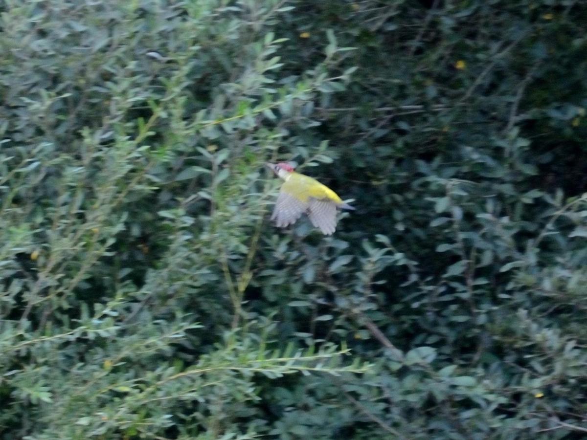 Montigny-sur-LoingLes Cygnes Au Bord Du Loing别墅 外观 照片