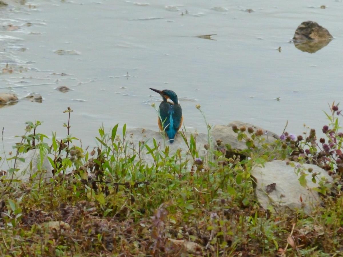 Montigny-sur-LoingLes Cygnes Au Bord Du Loing别墅 外观 照片
