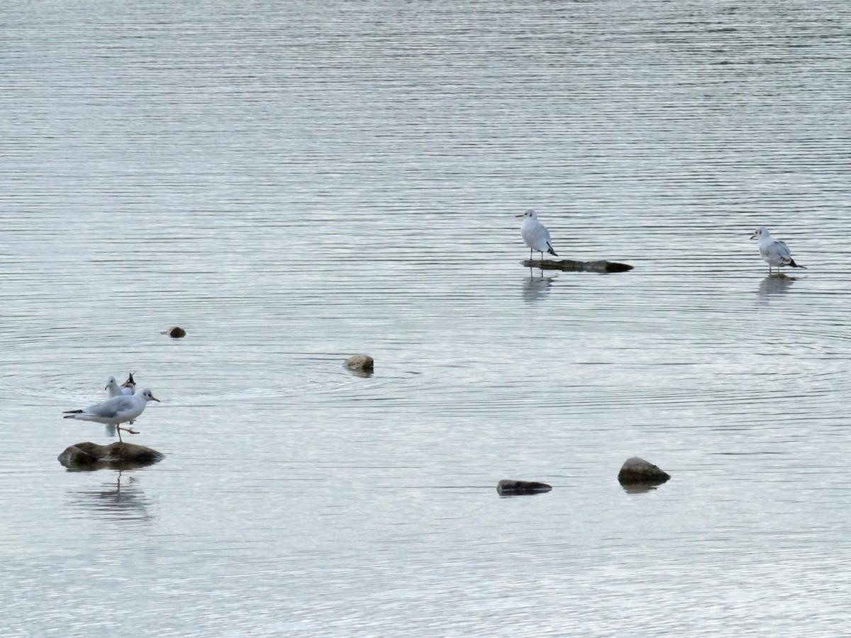 Montigny-sur-LoingLes Cygnes Au Bord Du Loing别墅 外观 照片